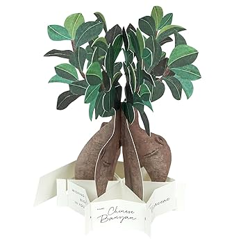 ガジュマル様 Amazon | グリーティングライフ ブルーミングカード ガジュマル